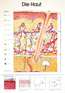 Die Haut / Lehrtafel und Begleithe